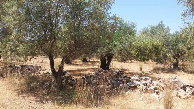 plot-2213-olive trees on the plot