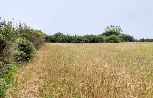 agrotemaxio-3076-sti Leivatho