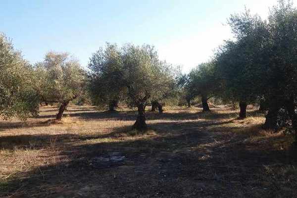 plot-2271-olive trees on the plot