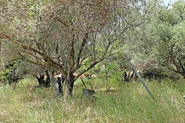 plot-2315-olive trees on the plot