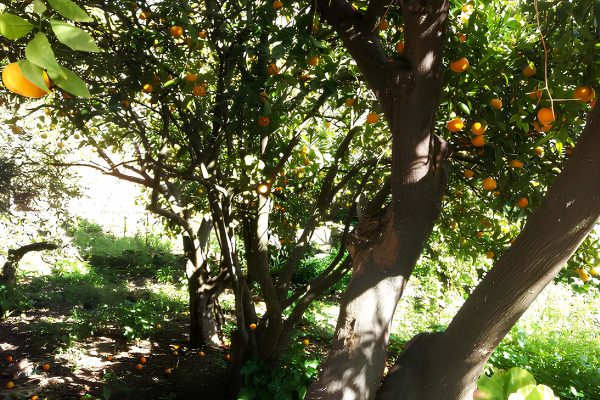 plot with trees on in Svoronata - property id 2157