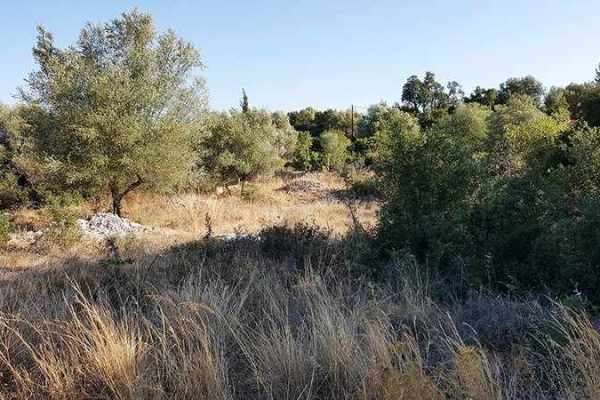 plot-2258-olive trees on the plot