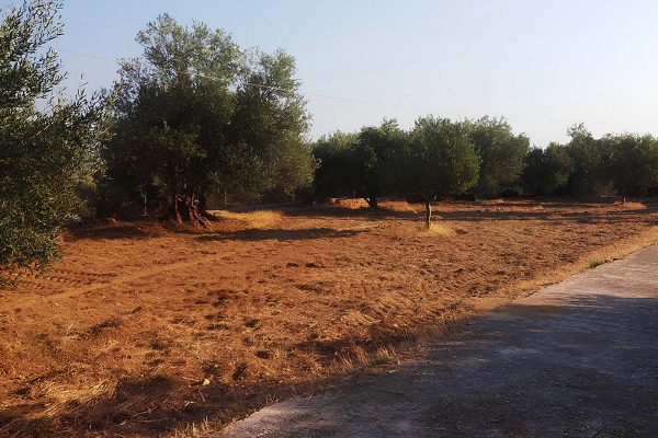 view of the parcel of the house in Minies - property id 2249