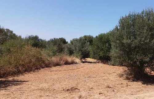 parcel-2436-parcel for rent near the beach