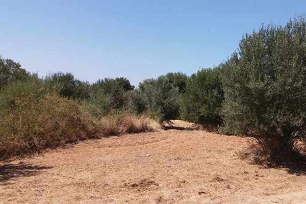 agrotemaxio-2436-konta stin paralia
