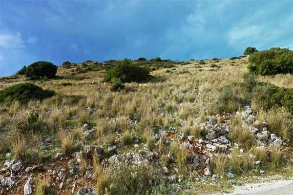 Parcel for sale between Atheras and Livadi, Kefalonia