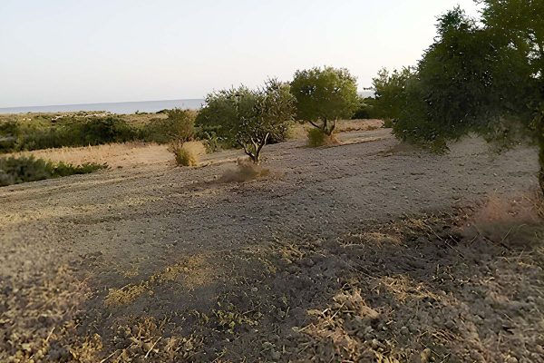 ακίνητο με ελαιόδεντρα στην Παλική - Κωδ. Ακινήτου 2252