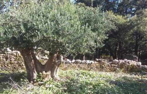 historic property-2140-olive trees on the plot