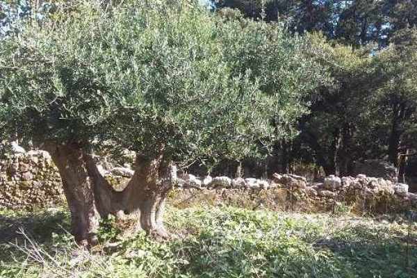 historic property-2140-olive trees on the plot