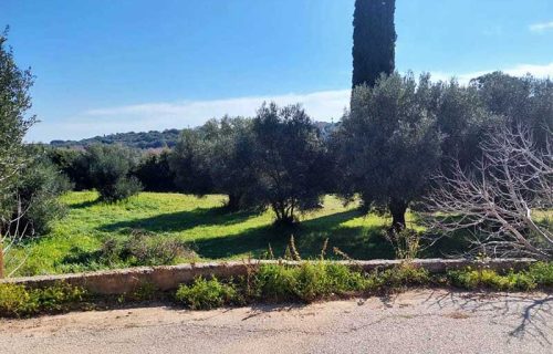 parcel-2853-with olive trees