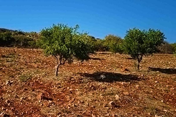 agrotemaxio-2850-me dentra