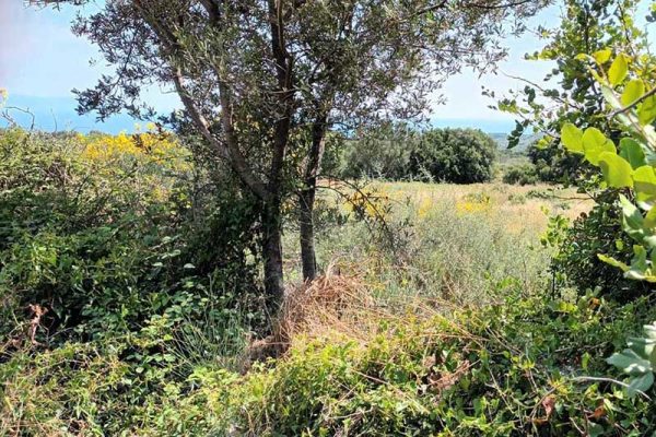 parcel-2894-in Leivathos area
