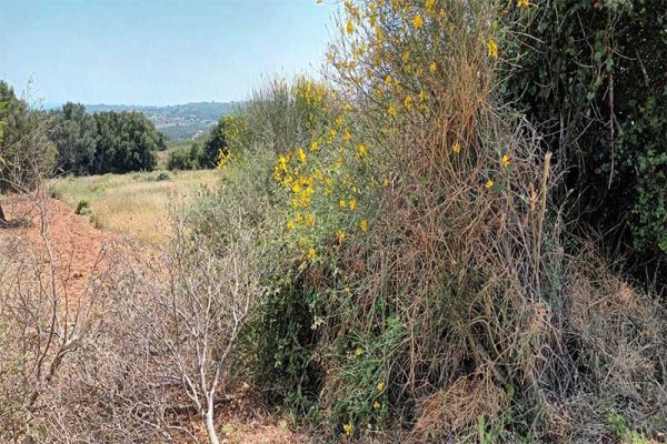 parcel-2894-large parcel