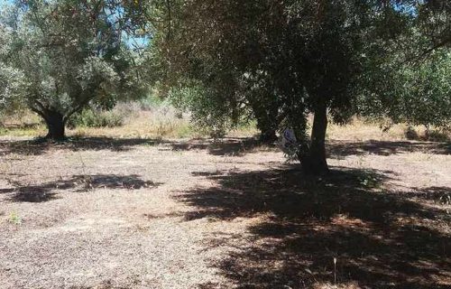 parcel-2817-with olive trees