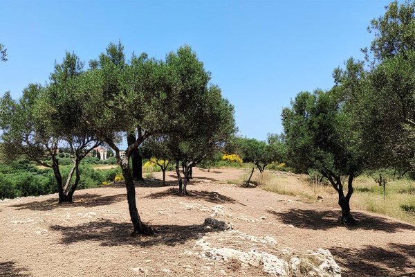 Parcel with olive trees in Paliki - property id 2338