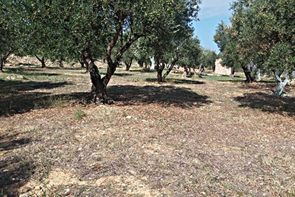 plot-for-sale-kouvalata-lixouri-in-kefalonia-2338-01