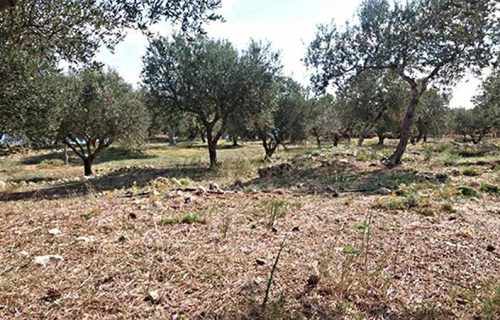 parcel-2338-olive trees on the parcel