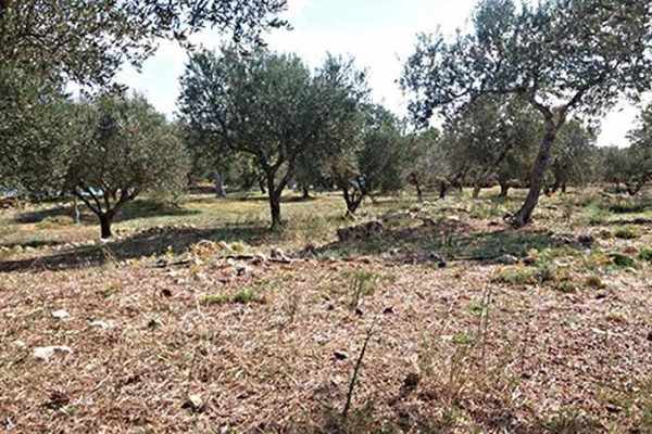 parcel-2338-olive trees on the parcel