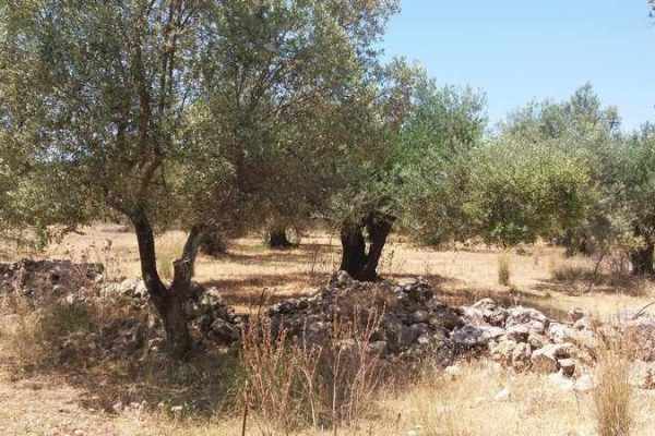 plot-2214-olive trees on the plot