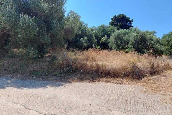 plot-2887-with olive trees