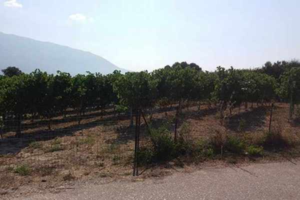 Parcel for sale in Spartia, Kefalonia